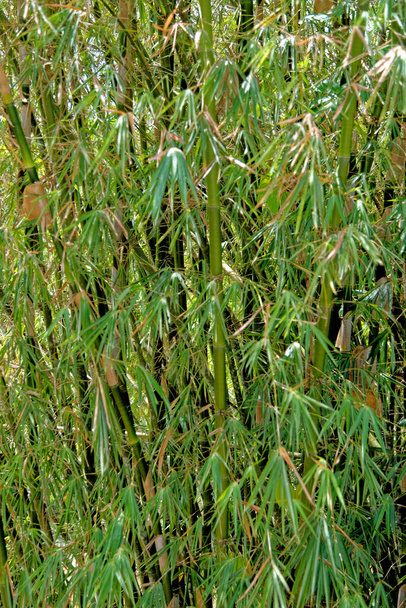 Bamboo background in full size - Bamboo tropical forest - Photo, Image