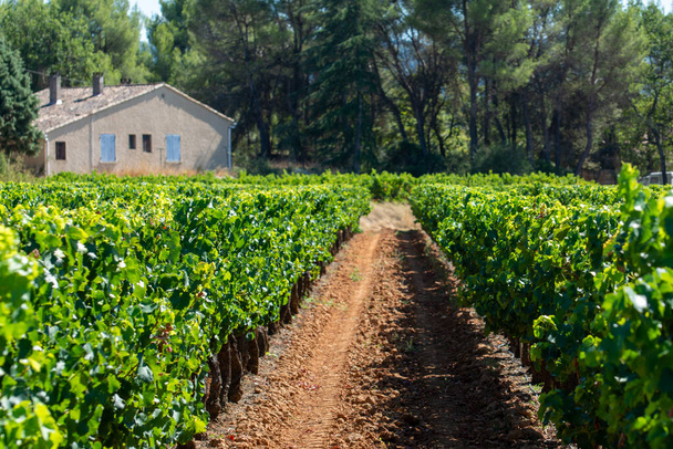 Vineyards of AOC Luberon mountains near Apt with old grunks growing on red clay soil, Vaucluse, Provence, Franciaország - Fotó, kép