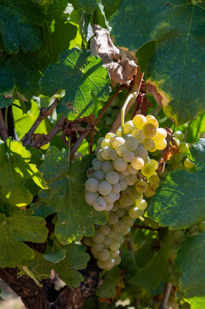 Viñedos de las montañas AOC Luberon cerca de Apt con troncos de uvas viejas que crecen en suelo de arcilla roja, uva de vino blanco, Vaucluse, Provenza, Francia - Foto, imagen