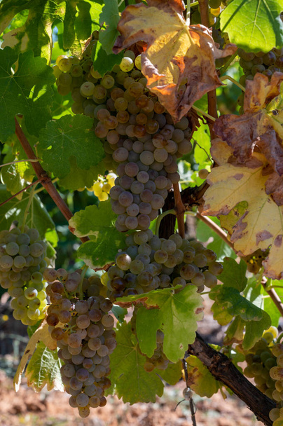 Weinberge des AOC Luberon in der Nähe von Apt mit alten Traubenstämmen, die auf rotem Lehmboden wachsen, Weißweintrauben, Vaucluse, Provence, Frankreich - Foto, Bild