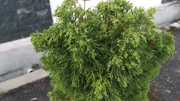 zelený juniperus chinensis opouští strom - Záběry, video