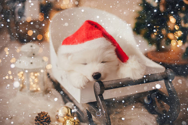 Blanco samoyed cachorro usando un sombrero de Santa Claus bajo un árbol de Navidad en un estudio de fotos - Foto, imagen