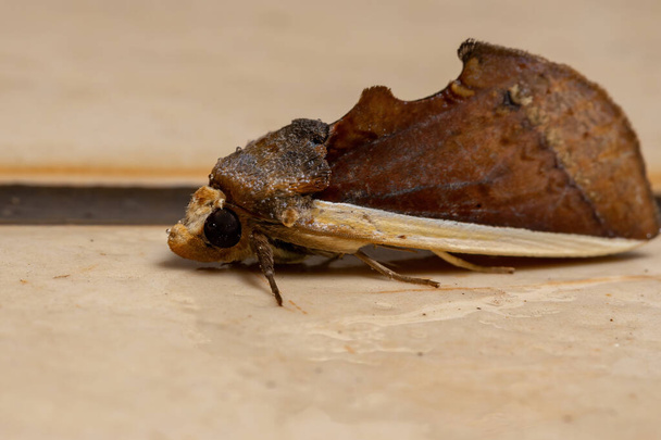 Pronikavý plod Moth druhu Gonodonta pyrgo - Fotografie, Obrázek