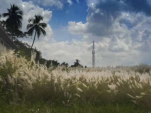 Rozmyty obraz trawy Kaash ful lub Kans, Saccharum spontaneum, na pierwszym planie, błękitne niebo i białe chmury jesiennego sezonu w tle, Kalkuta, Zachodni Bengal, Indie. - Zdjęcie, obraz