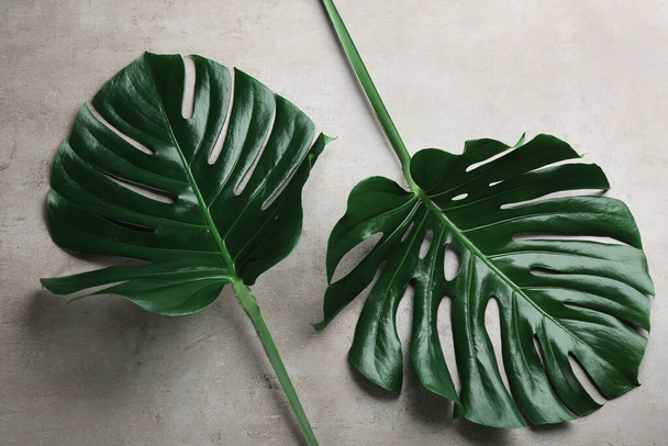 Beautiful monstera leaves on light grey background, flat lay. Tropical plant - Fotó, kép