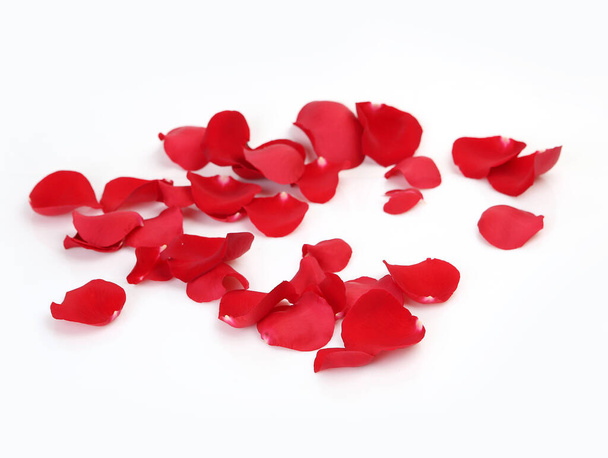 red rose petals on white background - Foto, immagini