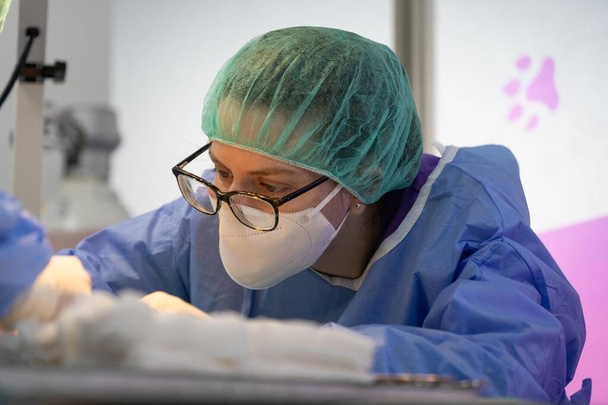 Два ветеринарных хирурга выполняют операцию на кошке - Фото, изображение