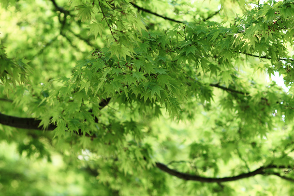 Grean leaves - Фото, зображення