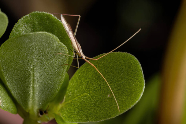 Kabile Stenodemini 'nin küçük bitki böceği purslane yaprağında - Fotoğraf, Görsel