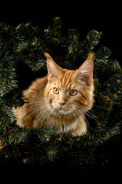 cat in a fir wreath of a Christmas tree - Photo, Image
