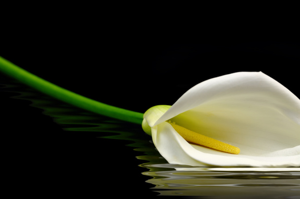 piękny biały calla lily odbite w wodzie - Zdjęcie, obraz