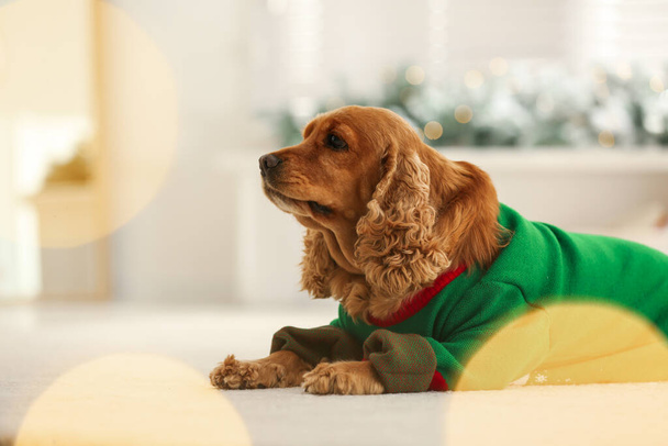 Adorable Cocker Spaniel in Christmas sweater on blurred background, space for text - Foto, Bild