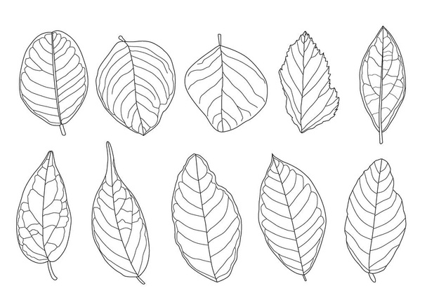 Leaves line single leaf and leaf pattern black Bring to color decorate on white background illustration  vector - Foto, Imagem