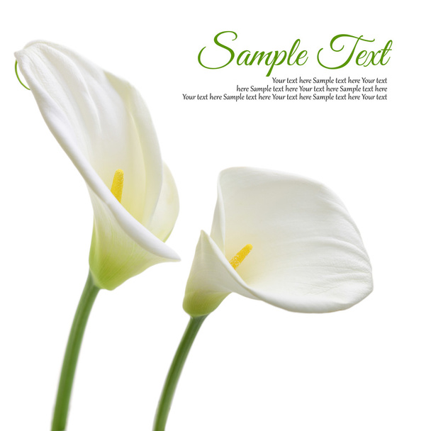 Kaunis valkoinen Calla liljat eristetty valkoisella taustalla
 - Valokuva, kuva
