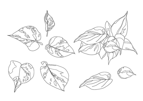 Leaves line single leaf and leaf pattern black Bring to color decorate on white background illustration  vector - Φωτογραφία, εικόνα