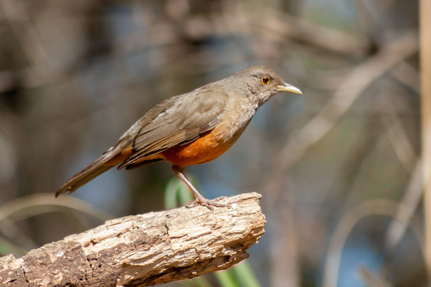 Red Thrush or Rufous-bellied Trush - Turdus rufiventris - on a branch looking for food. Argentina. - Photo, Image