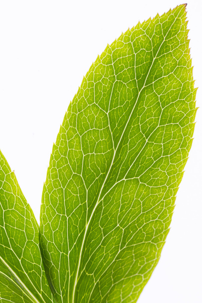 Leaf veins macro - Фото, изображение