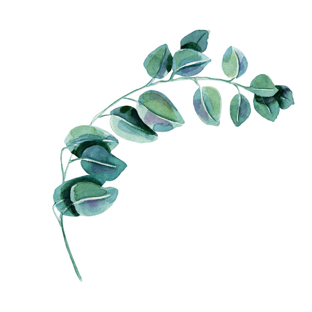 Watercolor eucalyptus branch with green leaves and branches. - Photo, Image