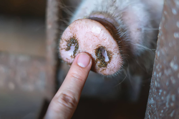 Pig behind the fence on a livestock farm. Dirty pig's snout nose behind the bars of a pigsty close-up. - Fotografie, Obrázek