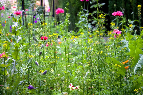 prado con flores silvestres como contribución a la protección del medio ambiente - Foto, Imagen