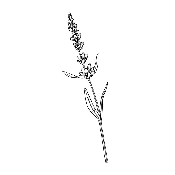 Lavender flower botanical vector linear illustration isolated on white background. Lavender hand drawn vector illustration sketch. - Vector, Image