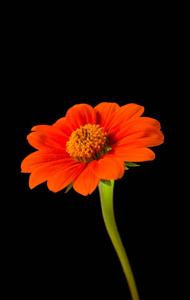 Квітка ромашки або хризантеми з червоною пелюсткою, жовтий пилок, постріл на чорному ізольовані
.. - Фото, зображення