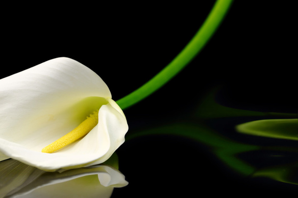 Hermosa lirio de Calla blanco con reflexión sobre fondo negro
 - Foto, Imagen