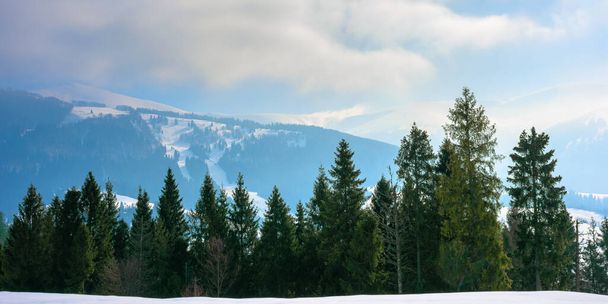 ялиновий ліс на засніженому пагорбі. красивий зимовий пейзаж у горах. віддалений хребет у тумані та хмарах. Карпатський сільський ранок
 - Фото, зображення