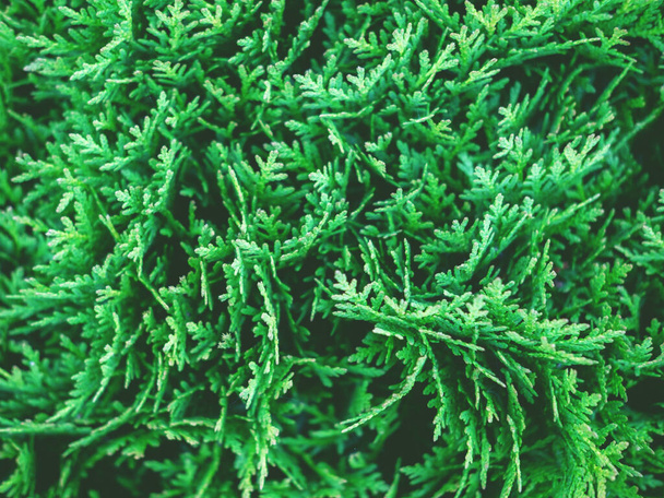 Beautiful evergreen thuja branches close up flatlay as a christmas background. - Foto, Imagem
