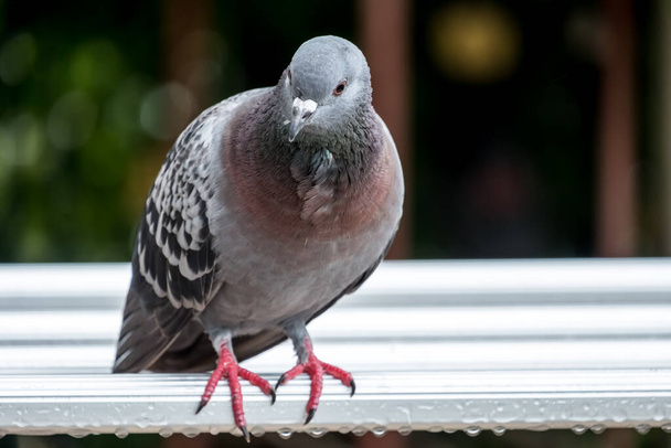 A pigeon standing on a leaky house. - Photo, Image