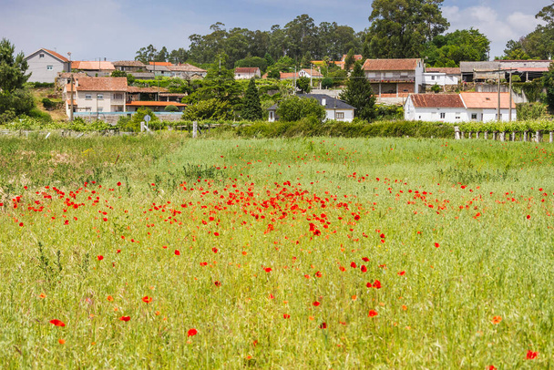 春のケシは、ヴィラノワ・デ・アロサ町のオビナ村の農地の赤に点在しています - 写真・画像