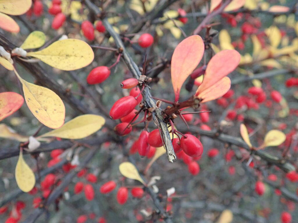 läheinen yksityiskohta punaisen marjan oksa syksyllä - Valokuva, kuva