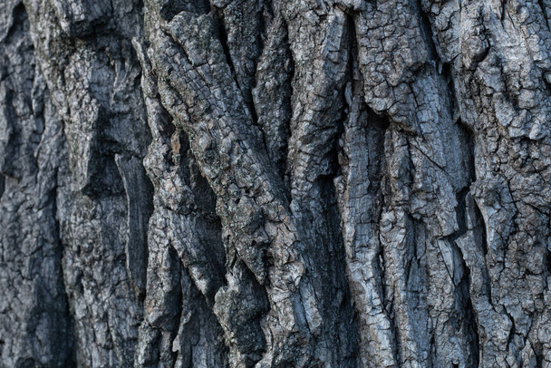 bark of an old tree. tree bark texture. - Foto, Bild