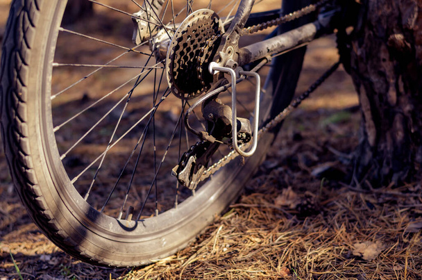 Rear wheel of a mountain bike standing at the trunk of tree in forest. Bicycle wheel with pinions, crank and drive chain. Tinted photo. - Foto, Imagen