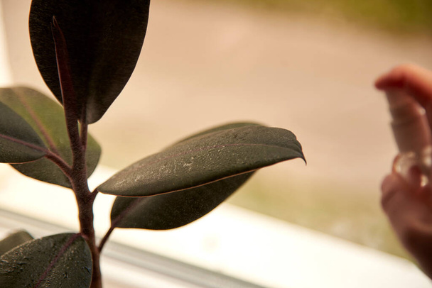 Arrosage par pulvérisation, entretien des plantes d'intérieur, Ficus robusta. - Photo, image