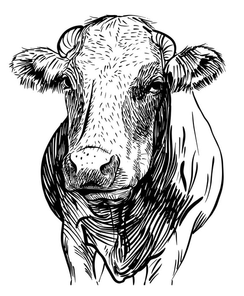 Коровья голова. Ручной рисунок в черно-белом стиле - Вектор,изображение