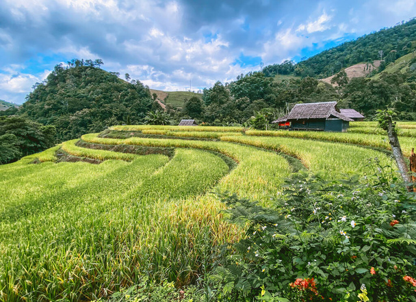 Terraços de arroz no parque nacional Doi inthanon na província de Chiang Mai, Tailândia - Foto, Imagem
