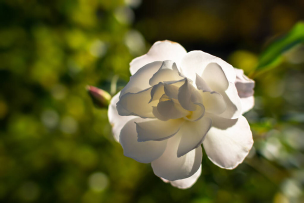 Rosa blanca de cerca sobre un fondo borroso. Hermosa rosa delicada florece en el jardín de verano. Enfoque selectivo suave, fondo cálido con bokeh, luz solar brillante, brote contorneado, enfoque selectivo - Foto, imagen