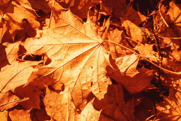 kaunis kultainen syksyn lehdet puussa puistossa lämpimässä lokakuun auringossa - Valokuva, kuva