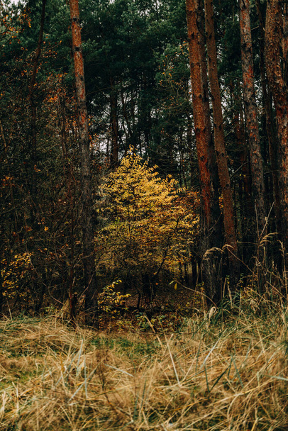 beautiful autumn forest landscape on gray november day - Photo, Image