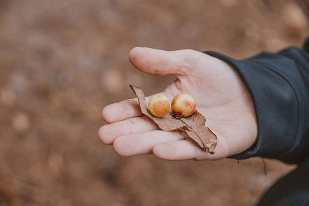 una hermosa hoja de roble de otoño con insectos invernantes en la mano del niño en primer plano - Foto, Imagen