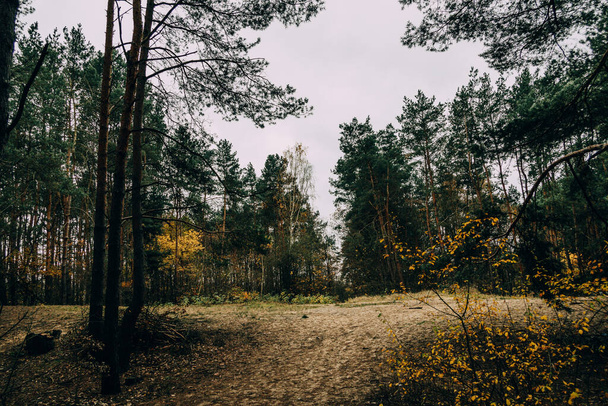 beautiful autumn forest landscape on gray november day - Foto, imagen