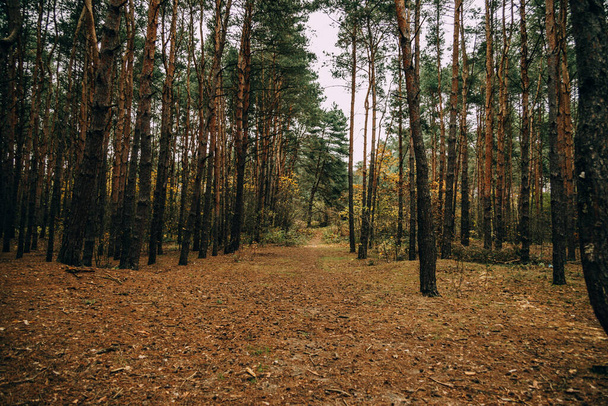красивый осенний лесной пейзаж в серый ноябрь - Фото, изображение