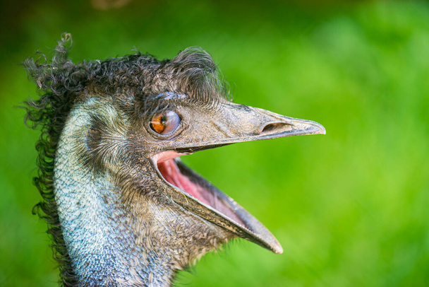 Emu (Dromaius novaehollandiae) je endemický do Austrálie, kde je to největší původní pták a jediný existující člen rodu Dromaius. - Fotografie, Obrázek