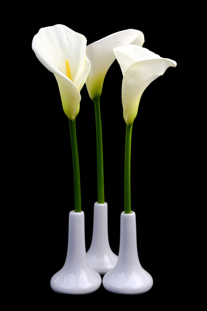 黒い背景に白い花瓶のオランダカイウユリ - 写真・画像
