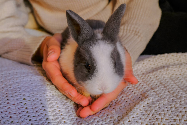 Beyaz örülü battaniye boyunca kameraya yakından bakan sevimli gri ve beyaz tavşan. Evcil hayvan. - Fotoğraf, Görsel