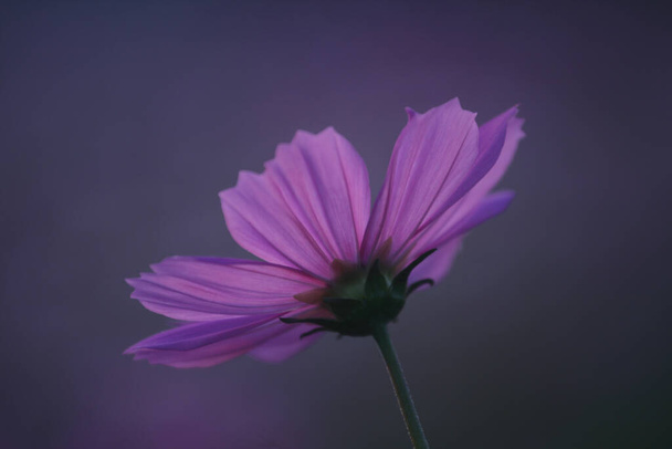 A selective focus shot of a beautiful cosmos flower - Photo, Image