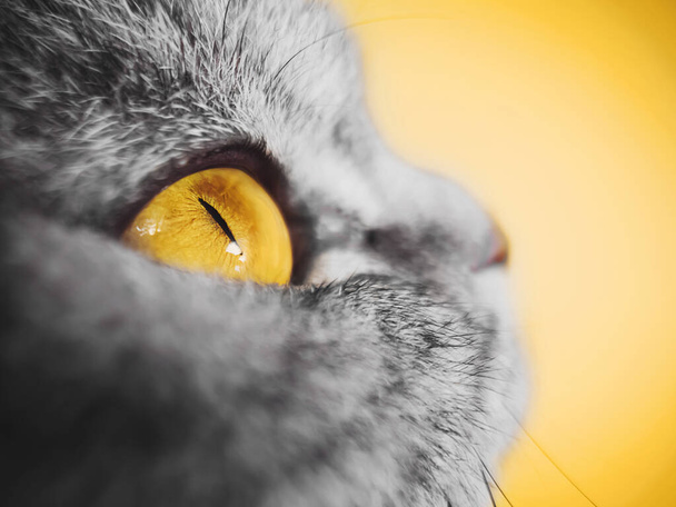 Geel oog van een grijs gestreepte kat close-up. Gele achtergrond, copyspace. Macro foto. Het concept van huisdieren. Schotse vouwkat. - Foto, afbeelding