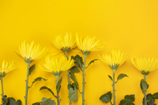 Many yellow chrysanthemum flowers isolated on a yellow background - Фото, изображение