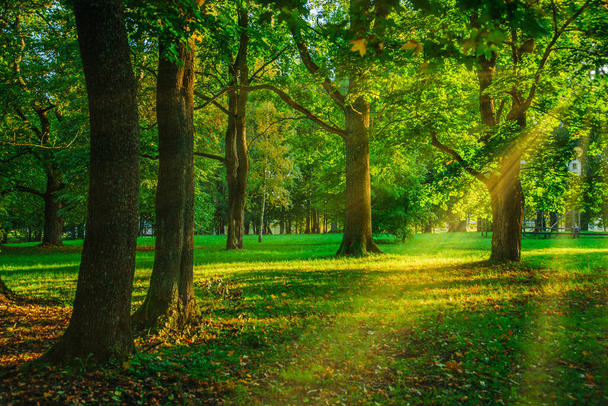 A green forest in the summer time with sun rays crashing through the trees - Photo, Image